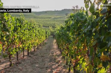 Italian Wine Makers Face Borrowing Cost Hangover